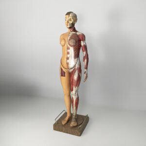 Manichino anatomico, 1960 ca.